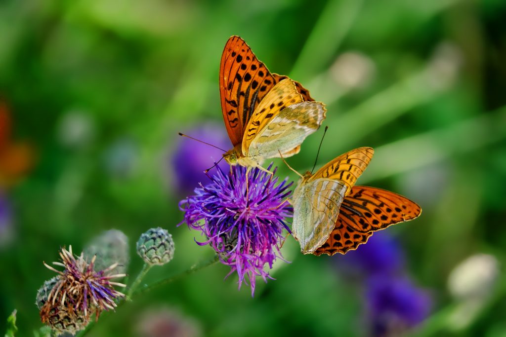 Two Butterflies on Flowers